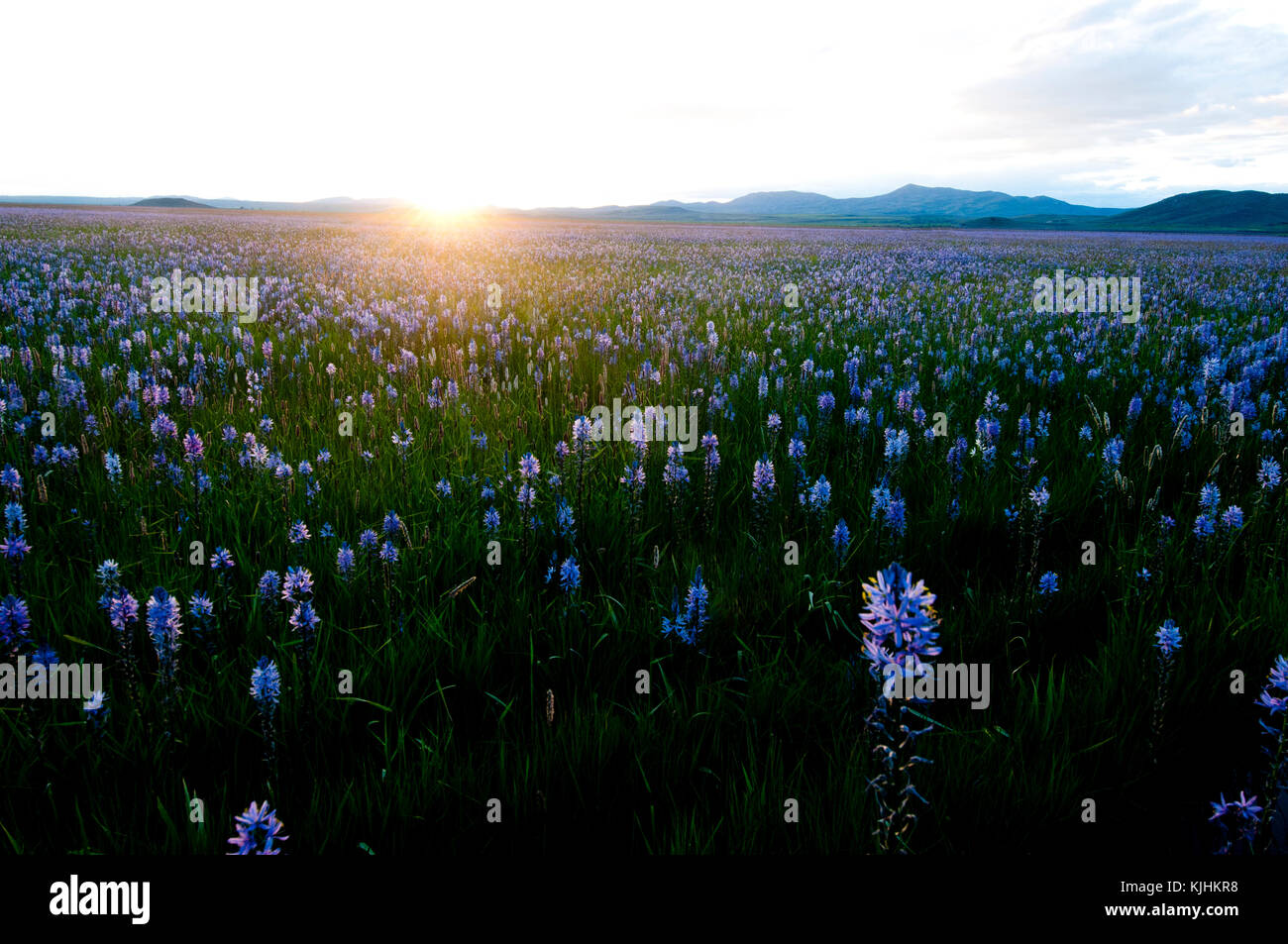 Sonnenuntergang über camas Wiese in Centennial Marsh Idaho Stockfoto