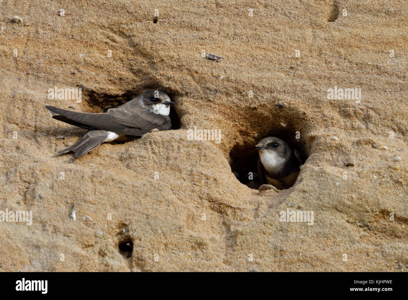 Sand Martin / Uferschwalben (Riparia riparia) Ruhen im Eingang ihrer Nistlöcher in einem sandigen Flussufer, Tierwelt, Europa. Stockfoto