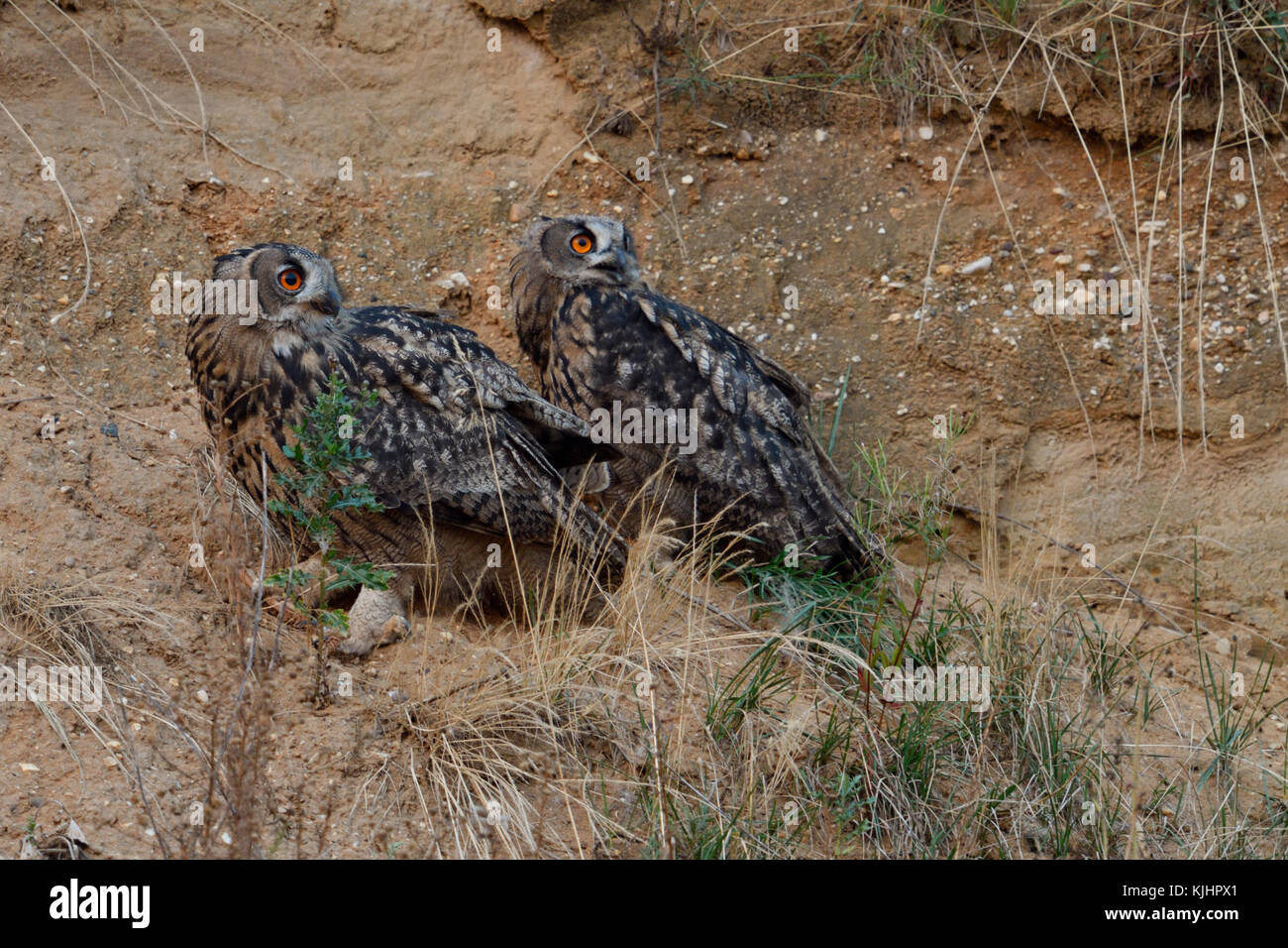 Eurasischen Uhus (Bubo bubo) zusammen in die Steigung einer Kiesgrube thront, zurück zu beobachten, die Köpfe verdreht, Ernst beobachten, erschrocken, die Tier- und Pflanzenwelt. Stockfoto