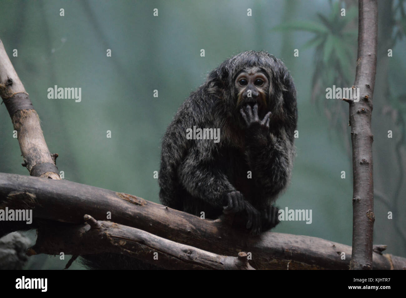 Saki Monkey Stockfoto