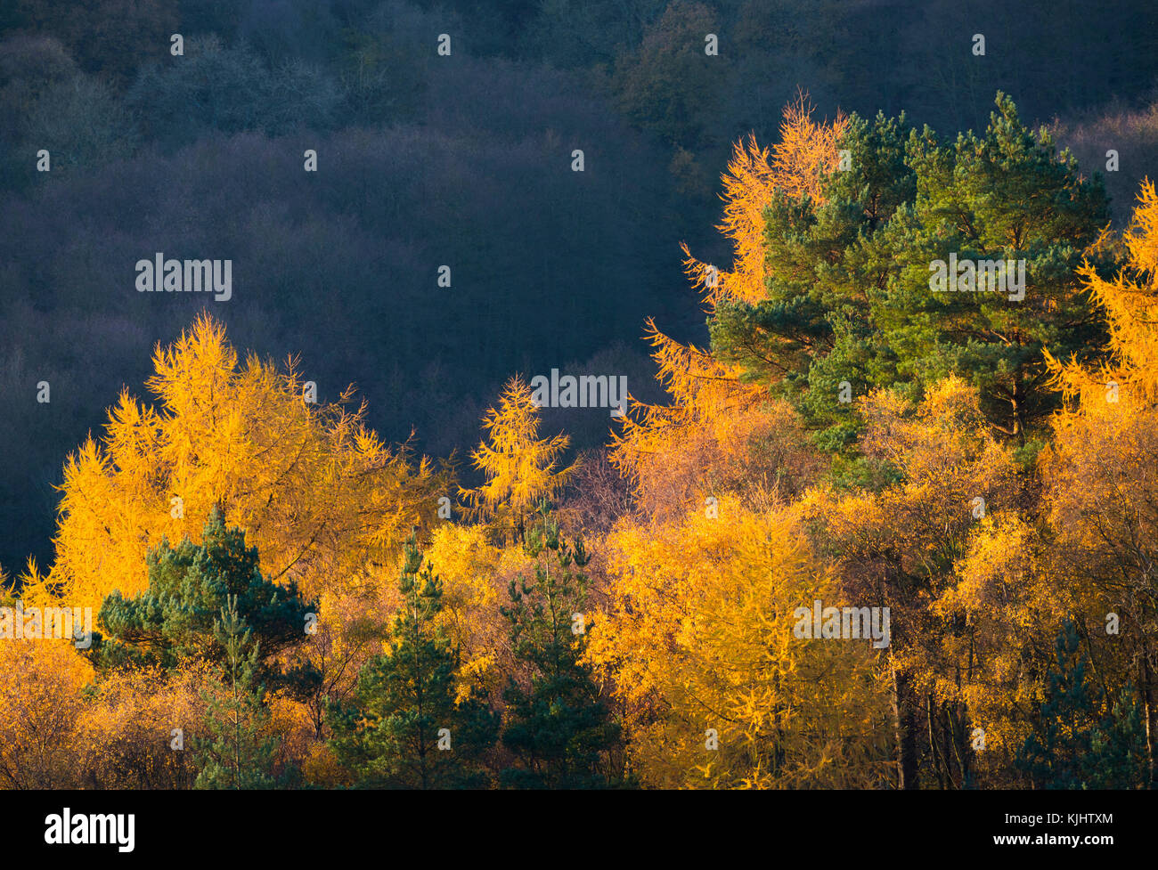Herbst Farben auf dem Wrekin, vom Ercall, Shropshire, England, UK gesehen. Stockfoto