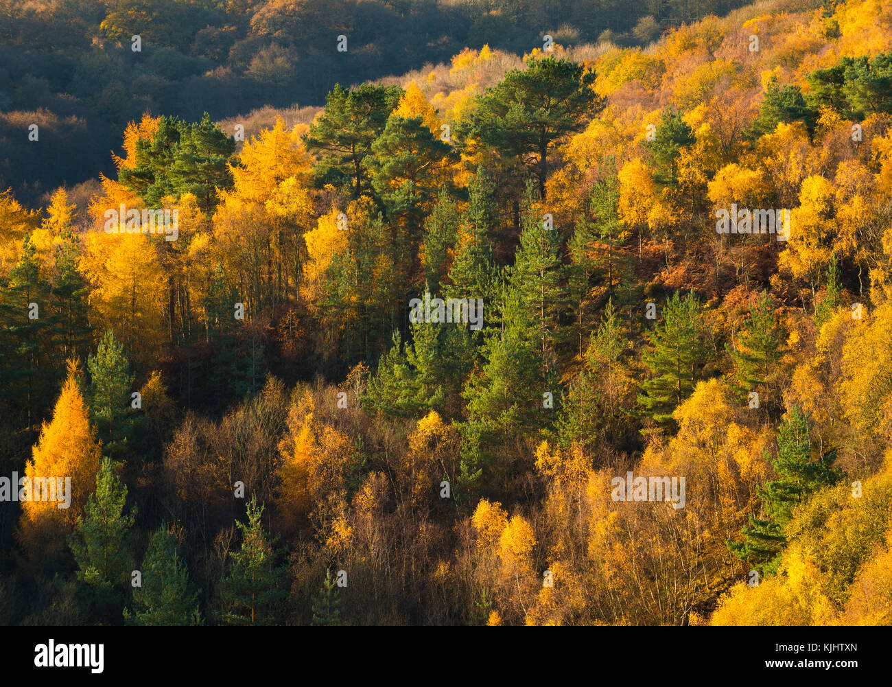 Herbst Farben auf dem Wrekin, vom Ercall, Shropshire, England, UK gesehen. Stockfoto