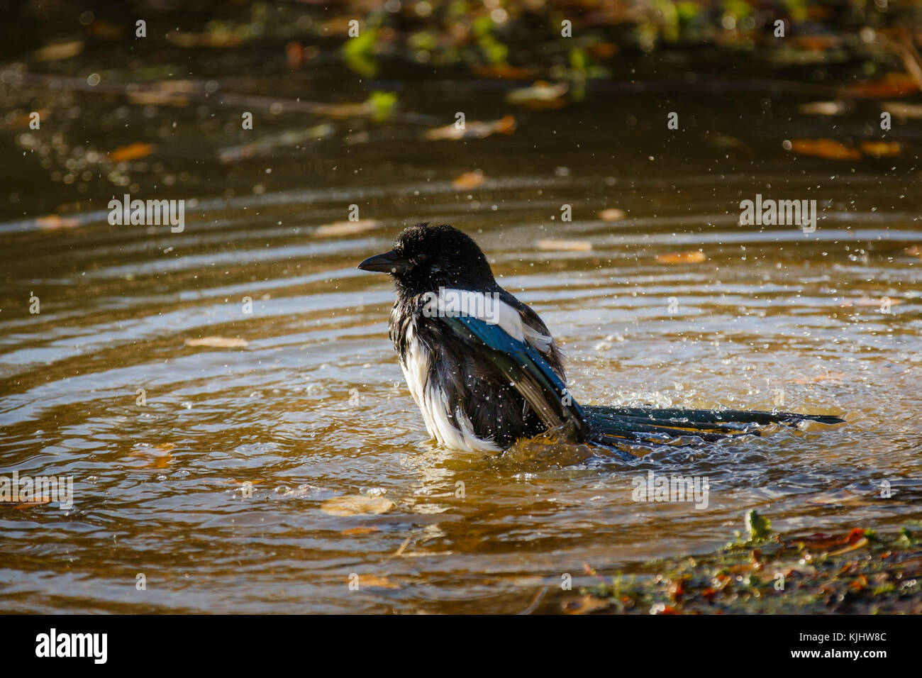 Eurasische Elster (Pica pica) beim Baden im Teich auf Barn Hill, Wembley Park Stockfoto