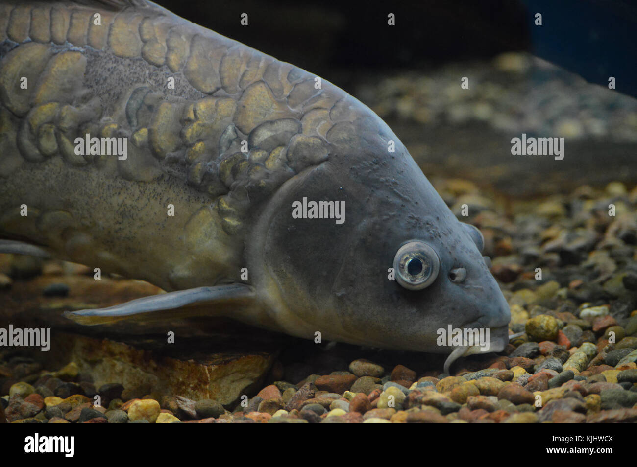 Karpfen Fisch im Wasser Stockfoto