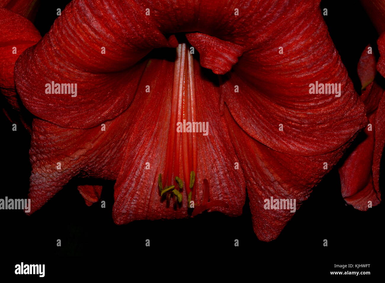 Amaryllis bloom close-up Stockfoto