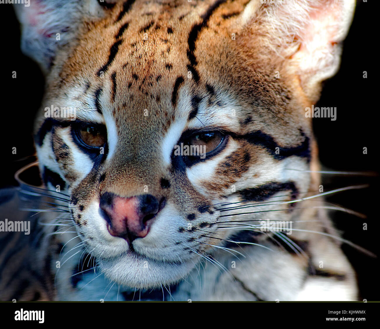 Nahaufnahme einer Afrikanischen Wild Cat, Mpumalanga, Südafrika Stockfoto