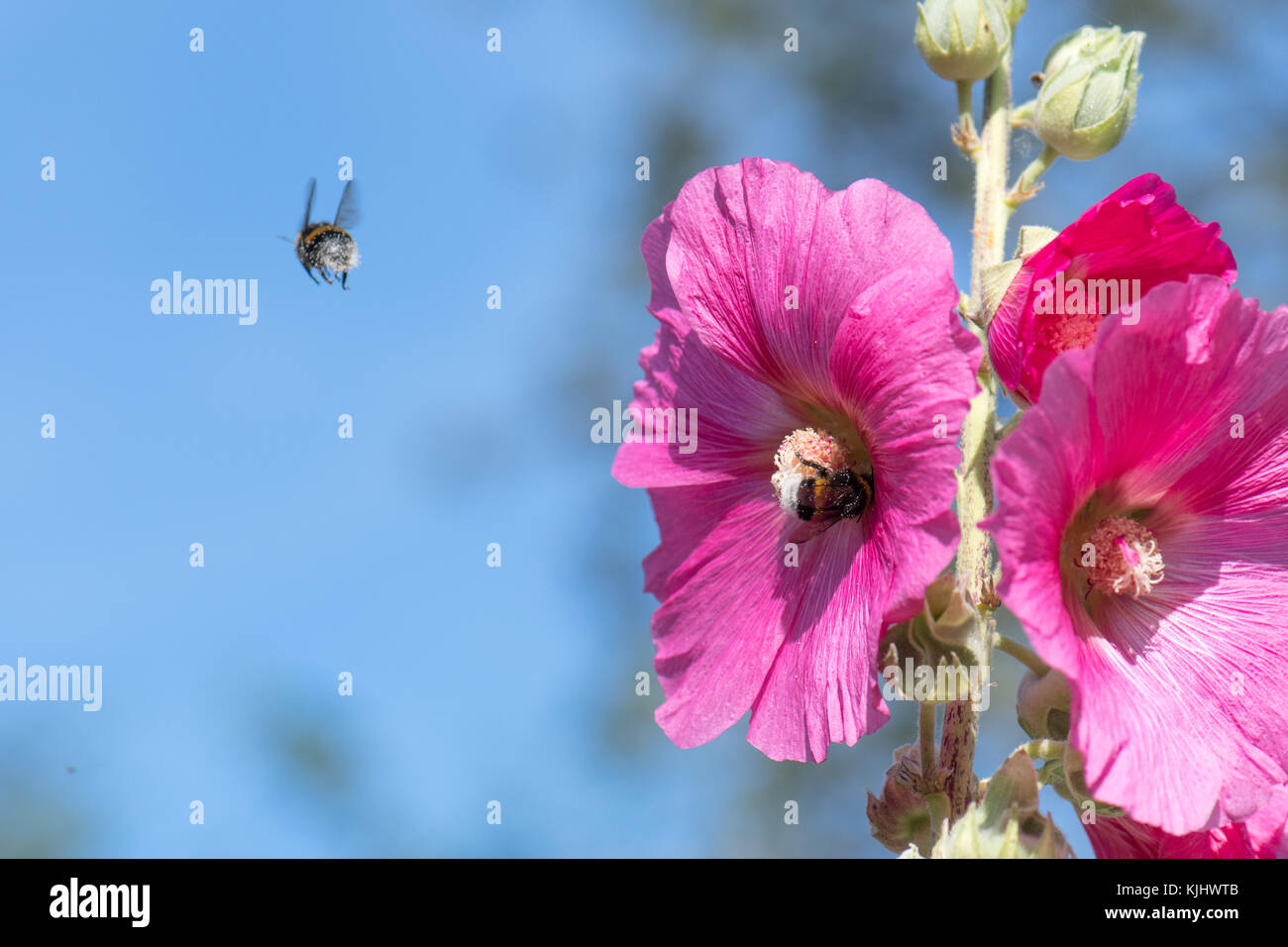 Hummeln bestäubt Malve Blumen, Gefallen, Niedersachsen, Deutschland Stockfoto