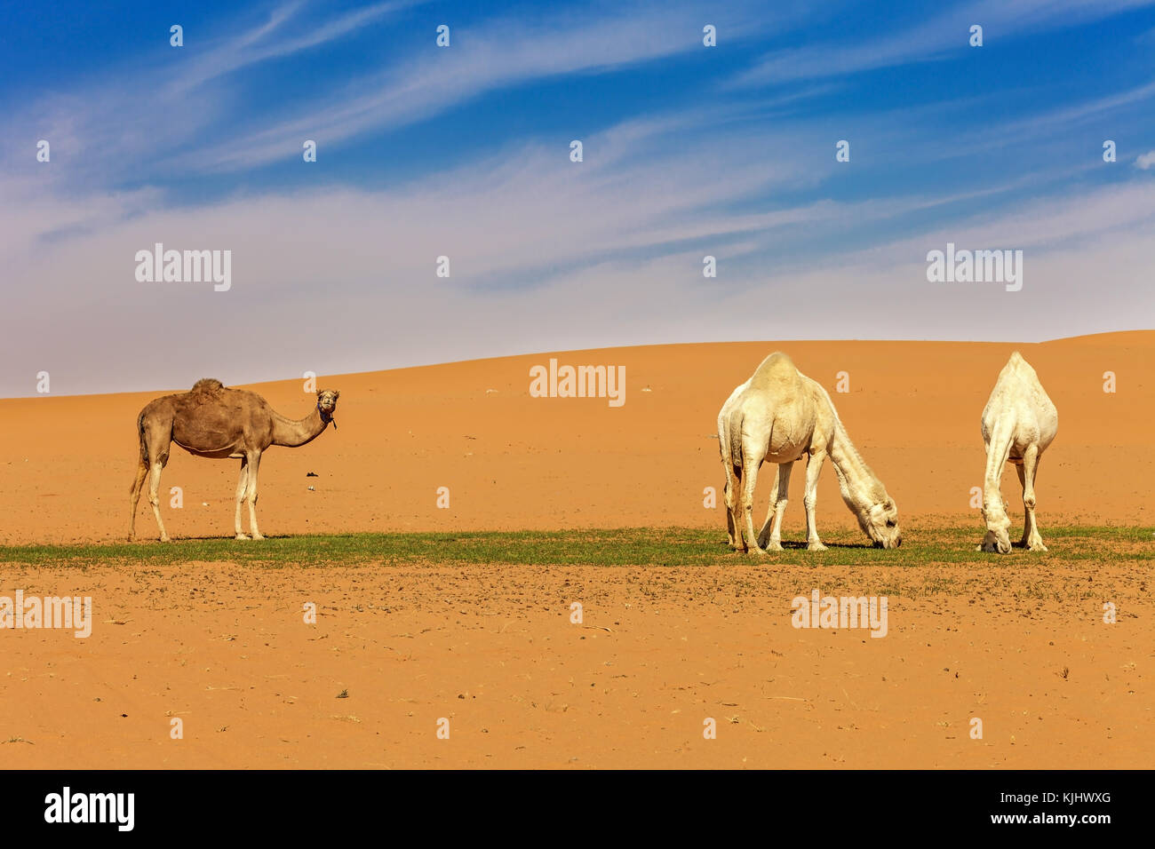 Drei Kamele in der Wüste, Saudi-Arabien Stockfoto