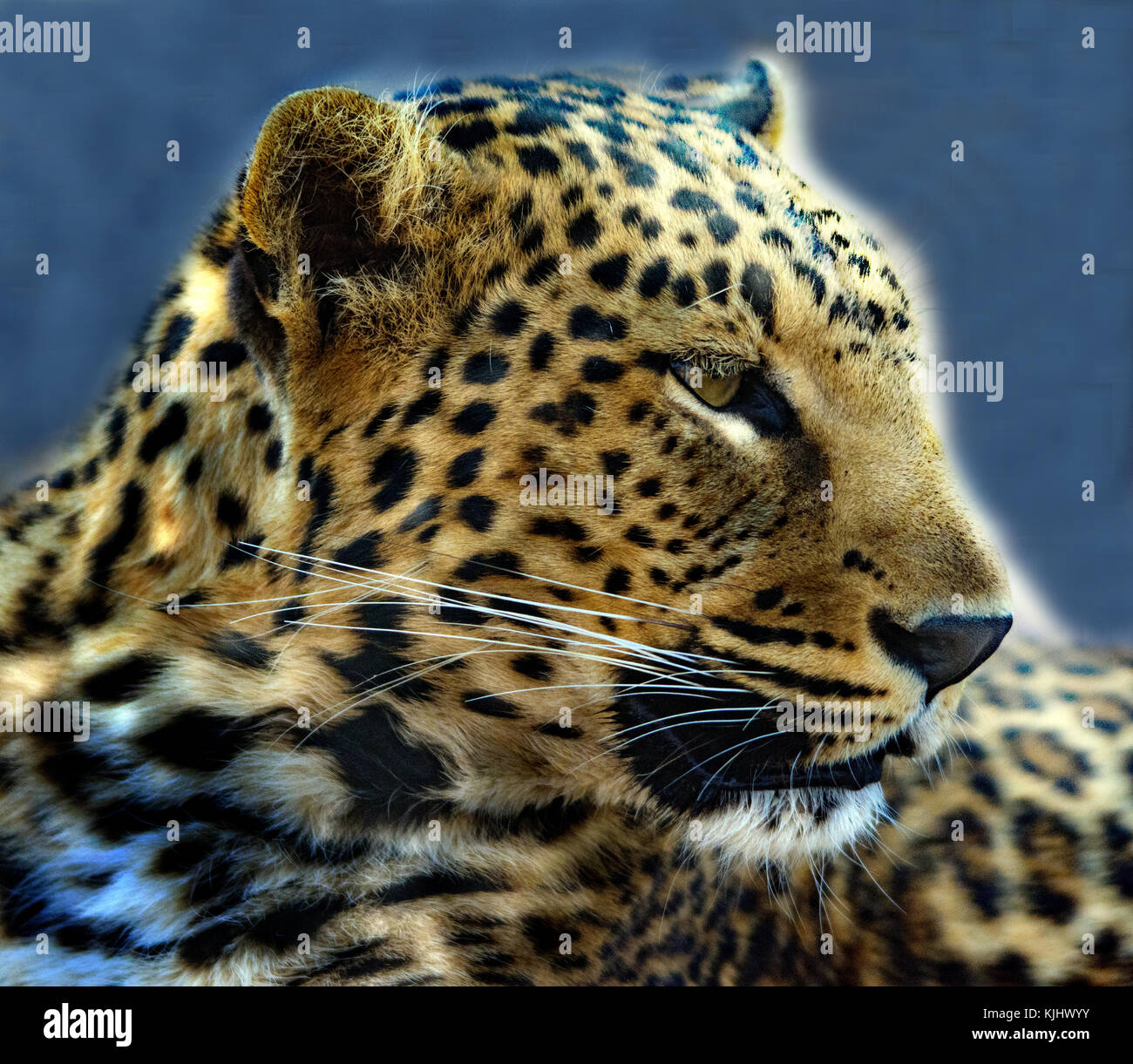 Profil von Leopard, Mpumalanga, Südafrika Stockfoto