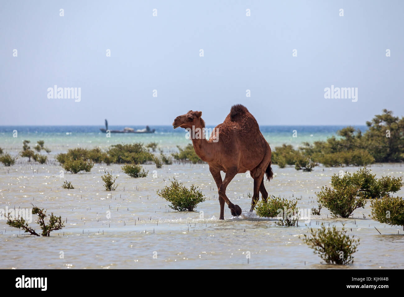 Kamel wandern in den Mangroven, Saudi-Arabien Stockfoto