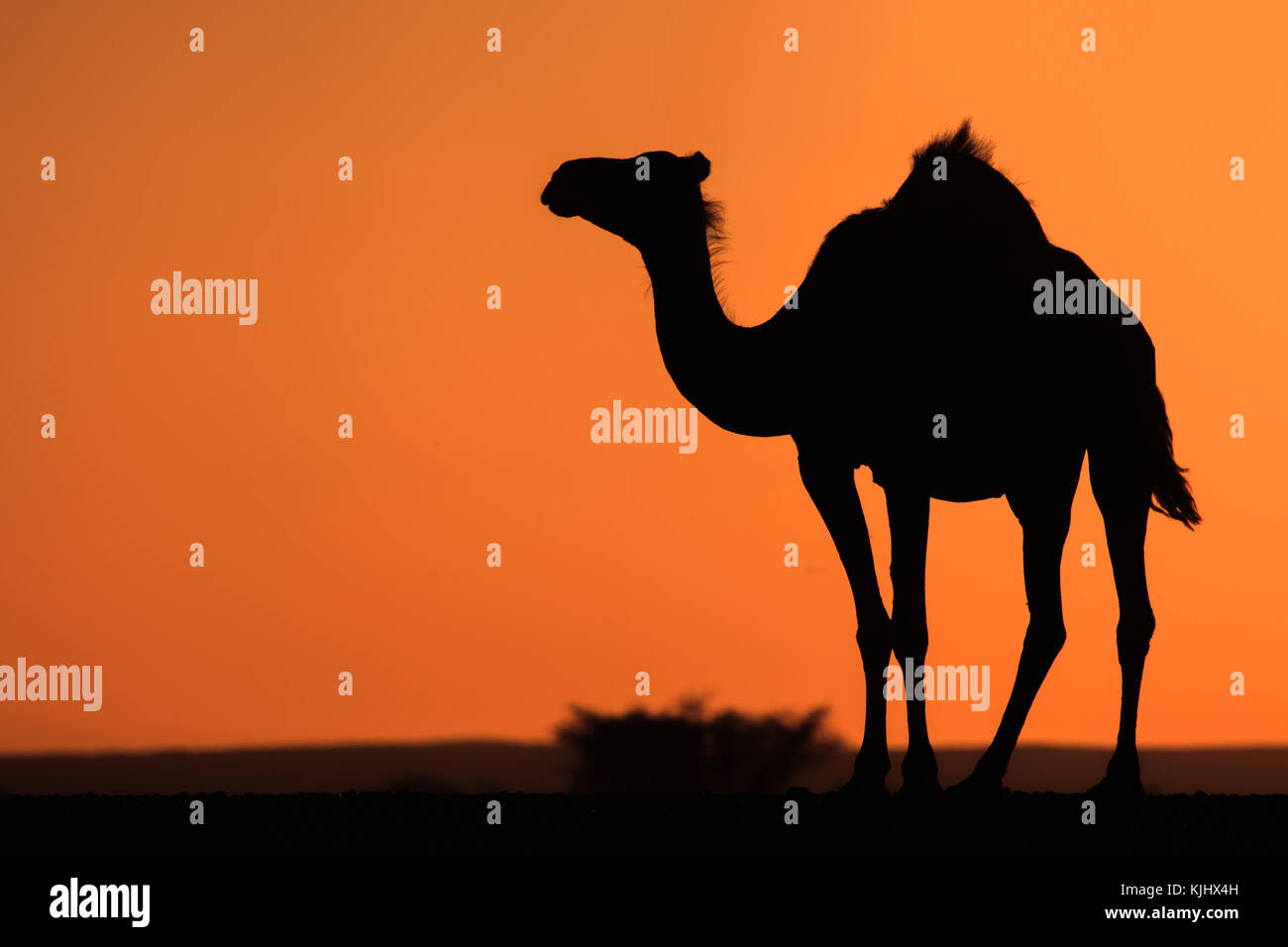 Silhouette eines Kamels, Saud Arabien Stockfoto