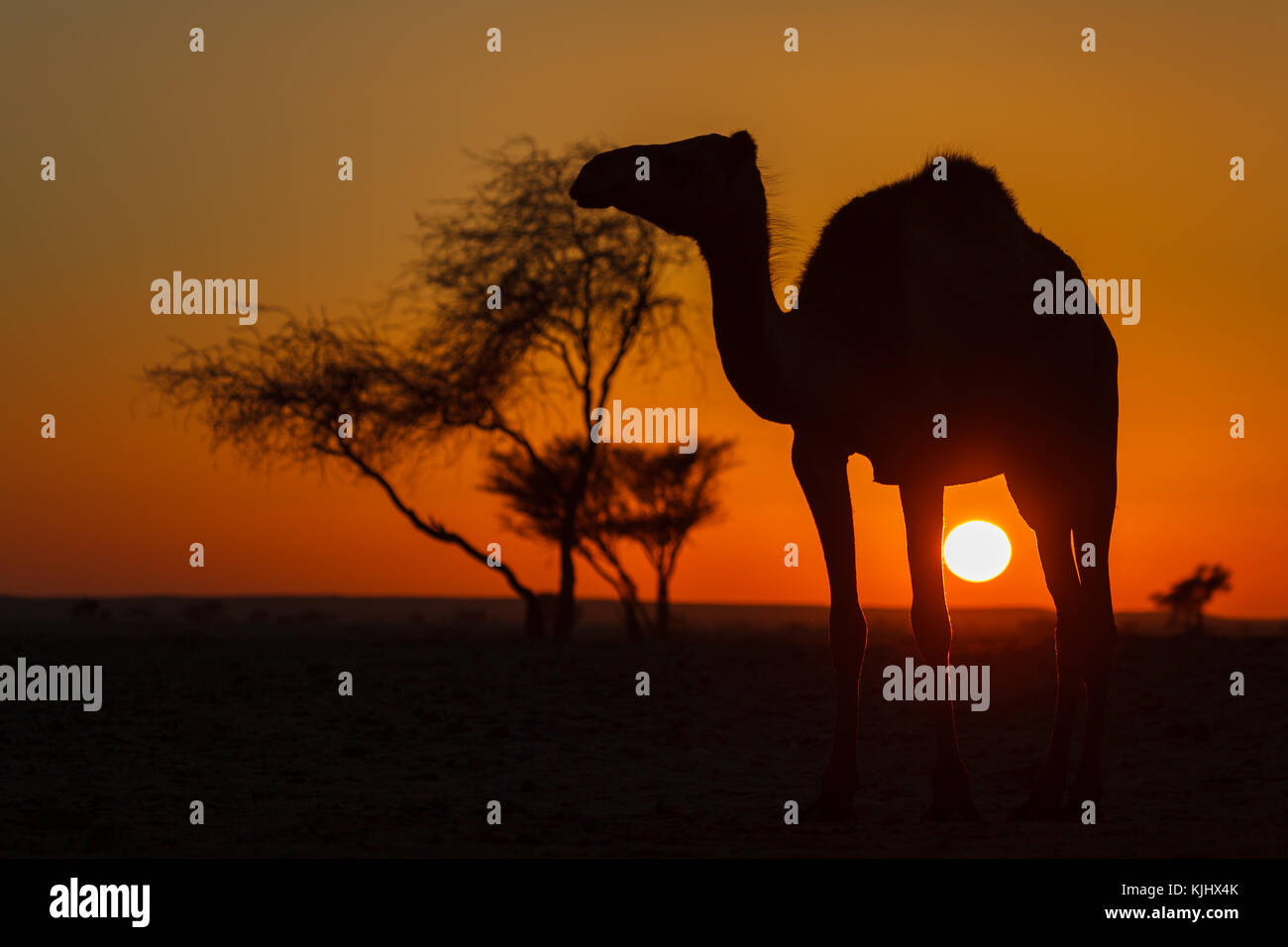 Silhouette eines Kamels, Saud Arabien Stockfoto