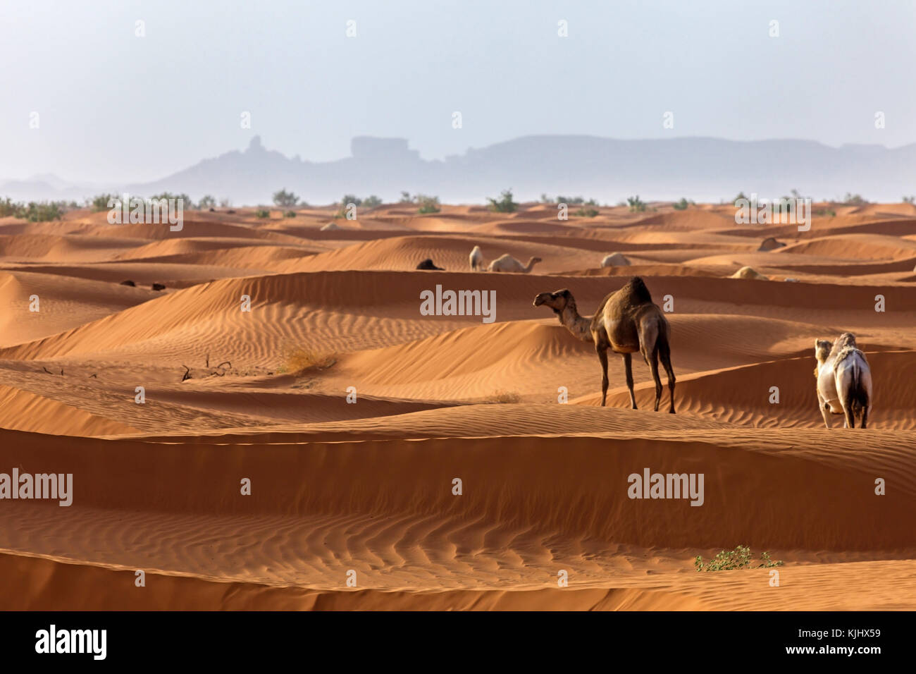 Kamele in der Wüste, Saudi-Arabien Stockfoto