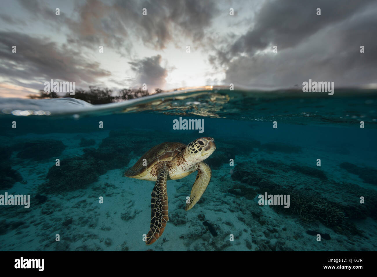 Schildkröten schwimmen unter Wasser, Lady Elliot Island, Queensland, Australien Stockfoto