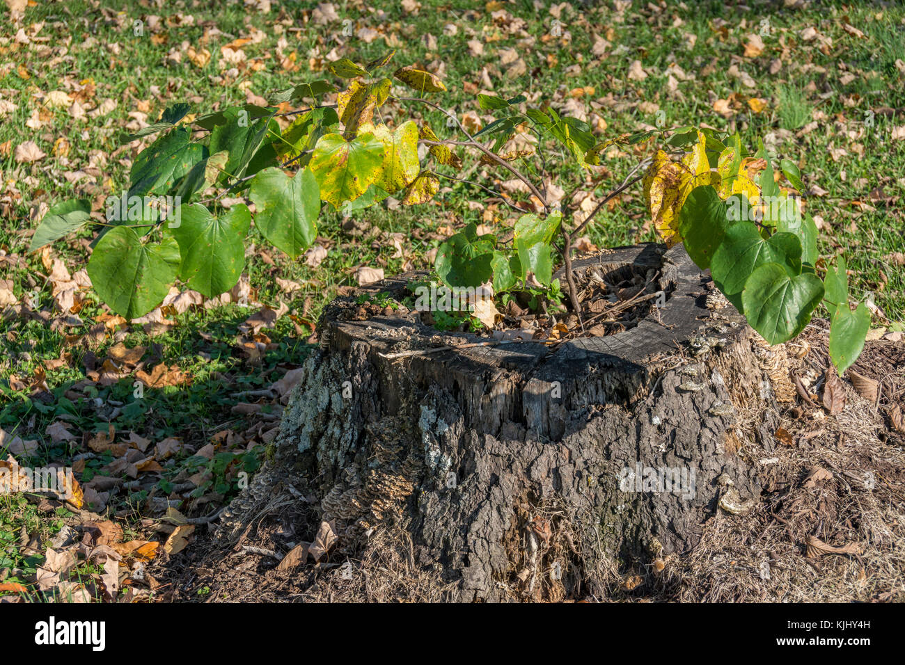 Junge östlichen redbud Baum in den Stumpf eines gefallenen cherry tree Stockfoto