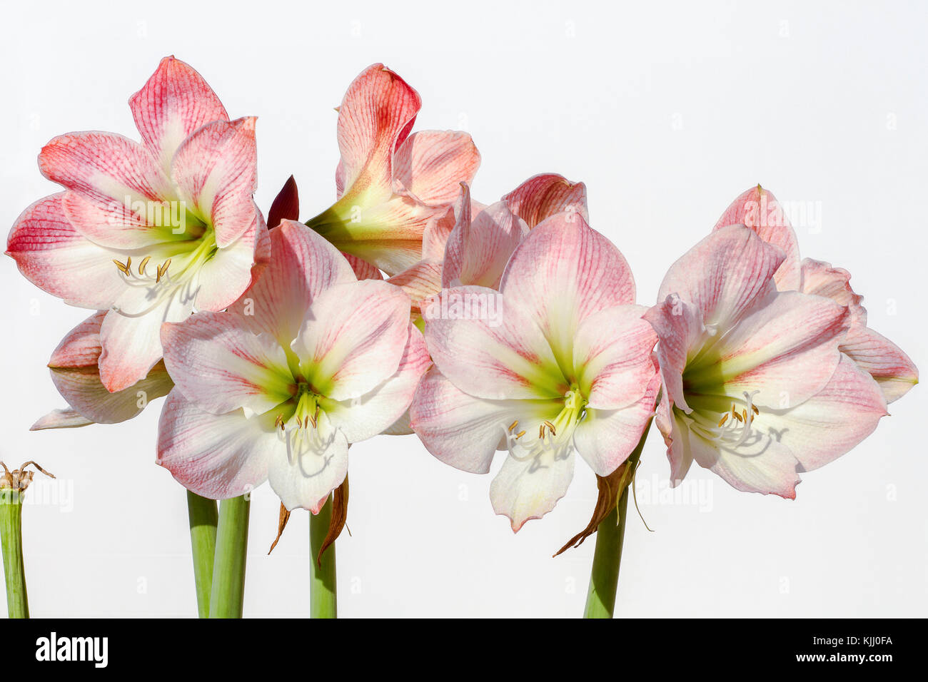 Amaryllis Blume Stockfoto