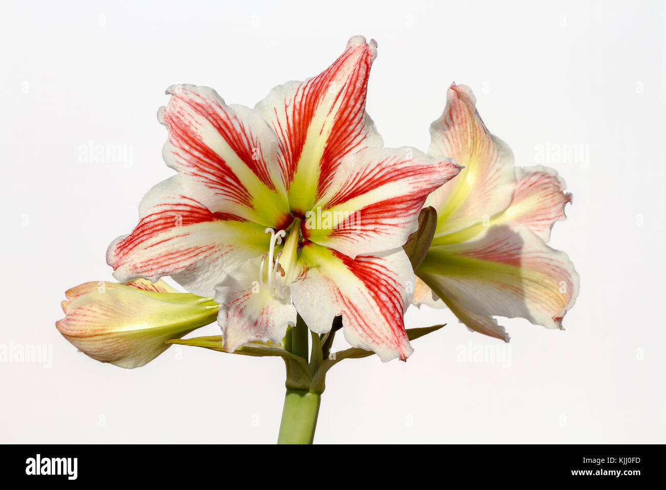 Blooming Amaryllis Stockfotos & Blooming Amaryllis Bilder Alamy