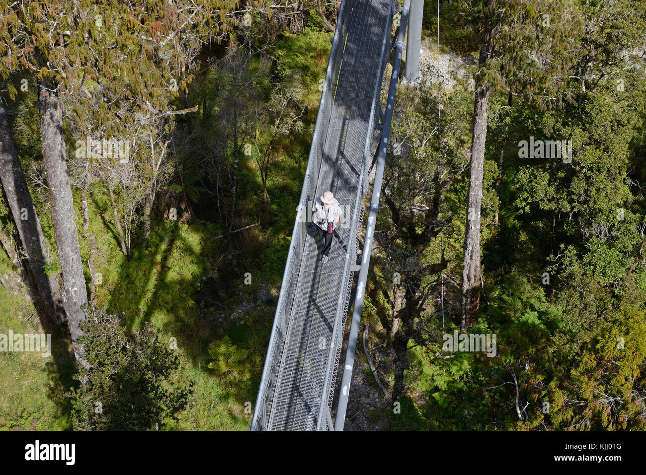 HOKITIKA, NEUSEELAND, 10. MÄRZ 2017: Besucher genießen die Aussicht der gemäßigten Regenwald und die Berge von der 20 m hohen Baumkronen laufen. Stockfoto