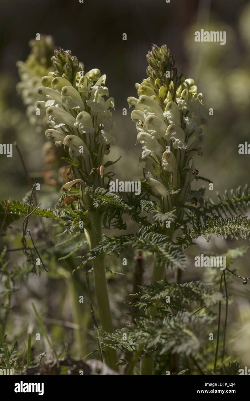 Getuftete Lousewort, Pedicularis comosa, blühend im trockenen Grasland, Provence. Stockfoto
