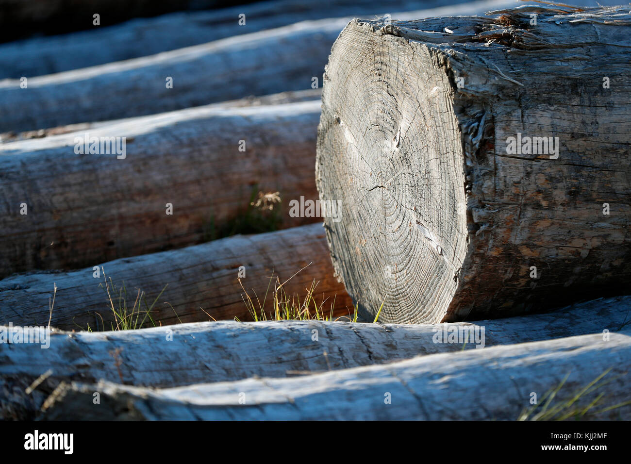 Querschnitt der Baumstamm. Frankreich. Stockfoto