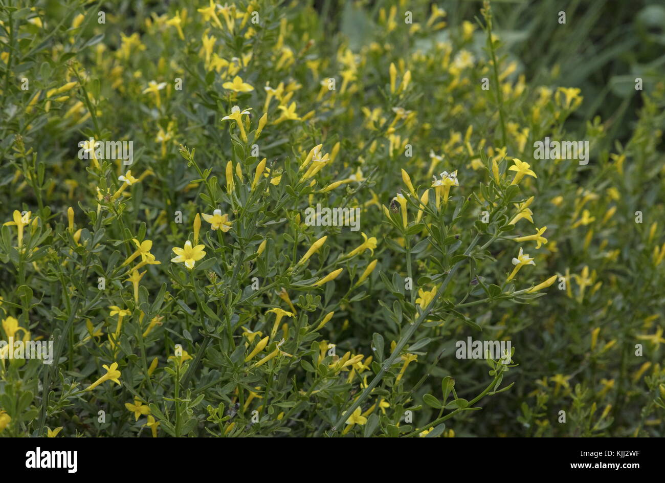 Wilder Jasmin, Jasminum fruticans, blühend auf Kalkstein, Provence. Stockfoto