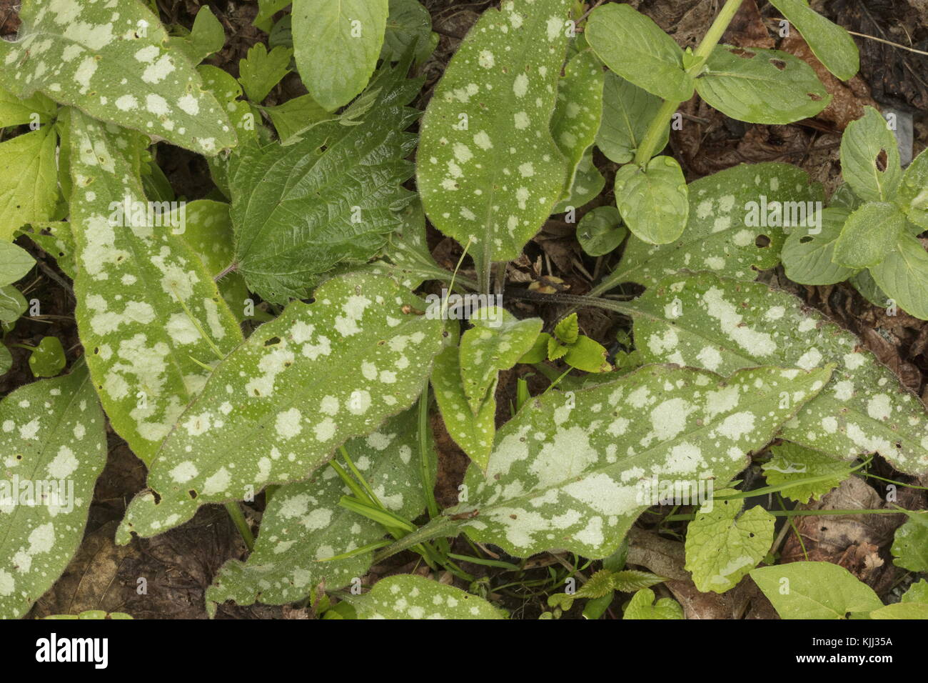 Die silbernen Blätter des Bethlehem-Lungenkrauts, Pulmonaria saccharata, unter Buche, Seealpen. Stockfoto