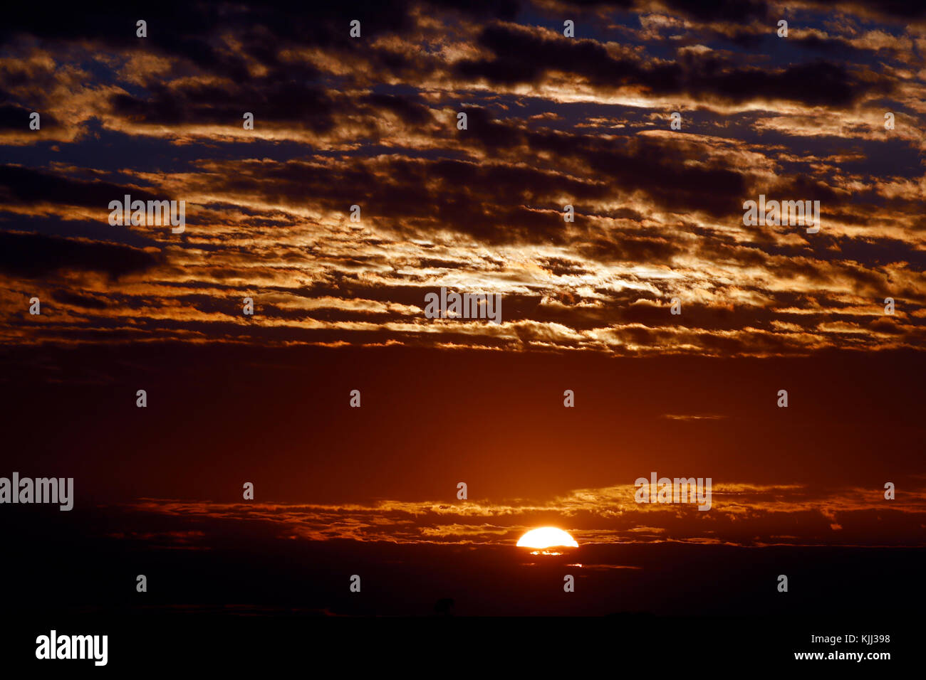 Sonnenaufgang über Savanne. Masai Mara Game Reserve. Kenia. Stockfoto