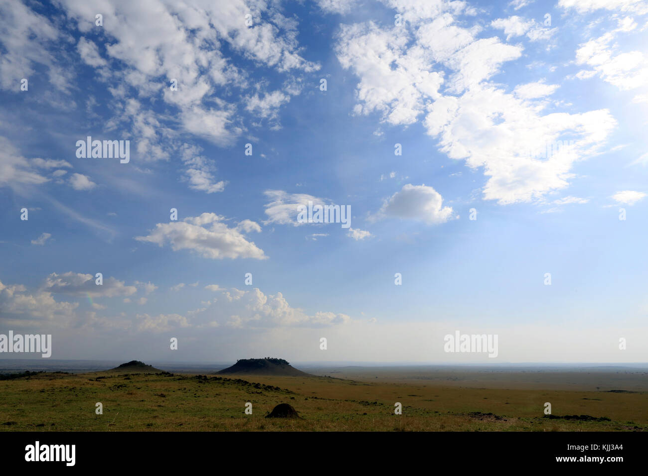 Afrikanische Savanne. Goldene Ebenen gegen den blauen Himmel mit Wolken. Masai Mara Game Reserve. Kenia. Stockfoto Afrikanische Savanne. Goldene Ebenen gegen den blauen Himmel mit Wolken. Masai Mara Game Reserve. Kenia. Stockfoto