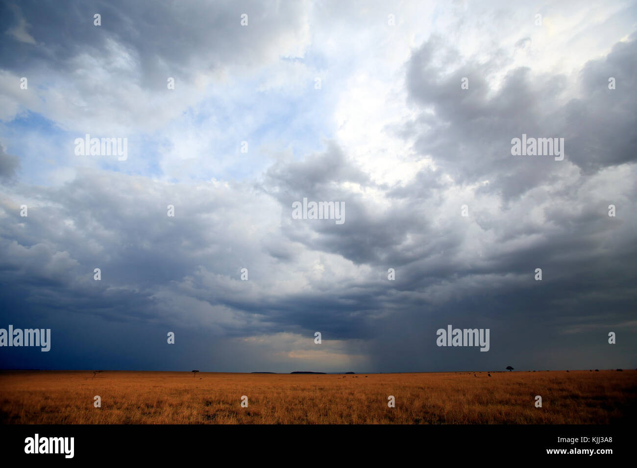 Afrikanische Savanne. Goldene Ebenen gegen den blauen Himmel mit Wolken. Masai Mara Game Reserve. Kenia. Stockfoto Afrikanische Savanne. Goldene Ebenen gegen den blauen Himmel mit Wolken. Masai Mara Game Reserve. Kenia. Stockfoto