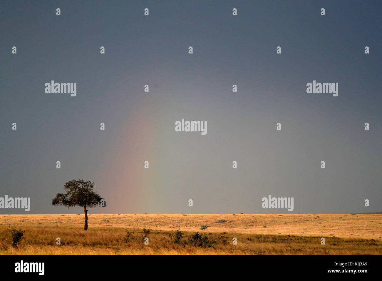 Afrikanische Savanne. Goldene Ebenen gegen Regenbogen. Masai Mara Game Reserve. Kenia. Stockfoto