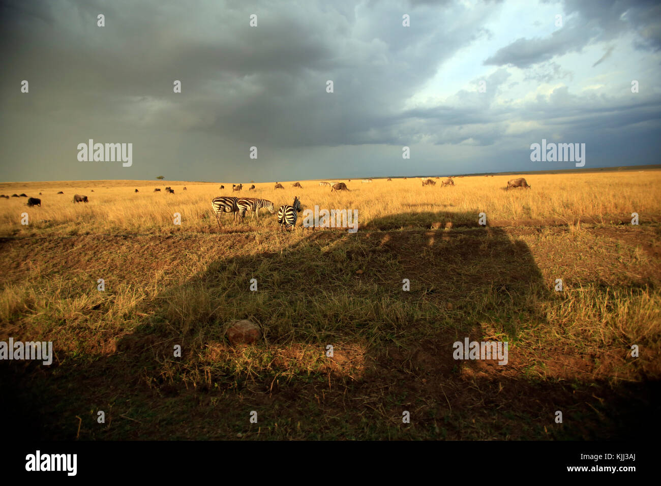 Einem Off-Road-Fahrzeug in der Afrikanischen Savanne. Masai Mara Game Reserve. Kenia. Stockfoto