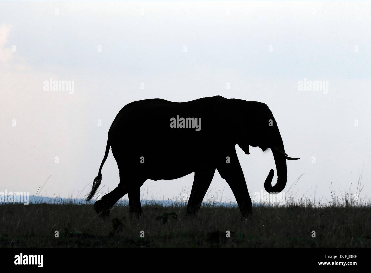 Afrikanischer Elefant (Loxodonta africana). Silhouette. Masai Mara Game Reserve. Kenia. Stockfoto