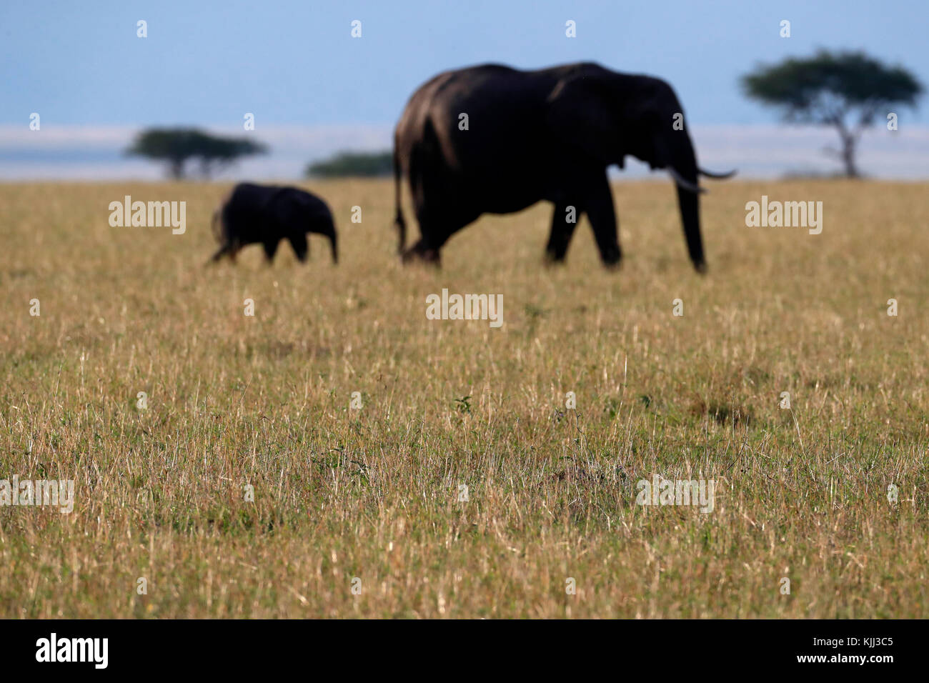Afrikanische Elefanten (Loxodonta africana) in der Savanne. Mutter und Baby Silhouetten. Masai Mara Game Reserve. Kenia. Stockfoto