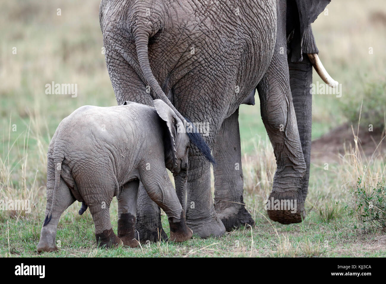 Afrikanische Elefanten (Loxodonta africana) in der Savanne. Mutter und Baby. Masai Mara Game Reserve. Kenia. Stockfoto