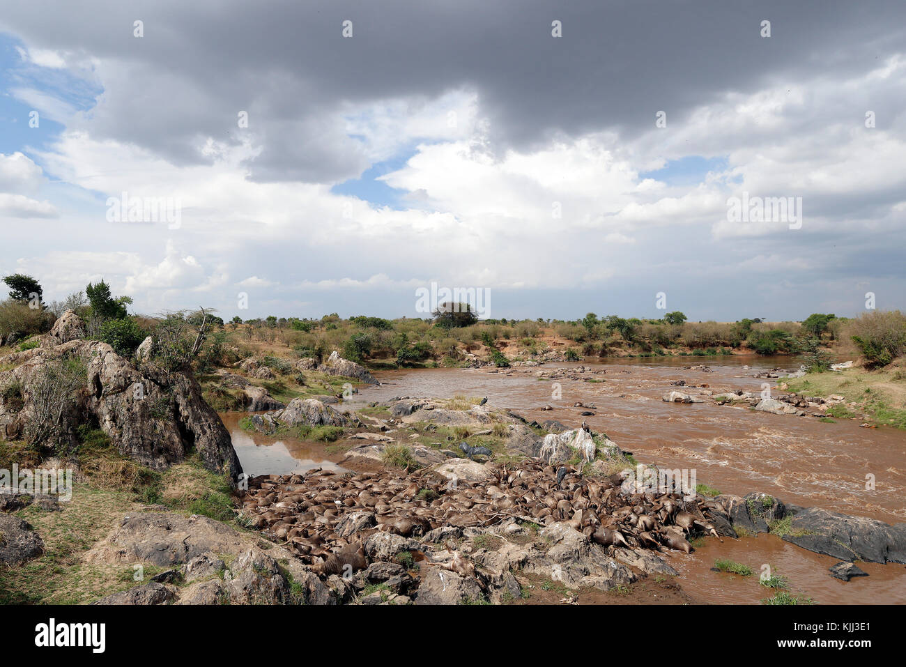 Mara River. Tot Gnus und Geier. Masai Mara Game Reserve. Kenia. Stockfoto