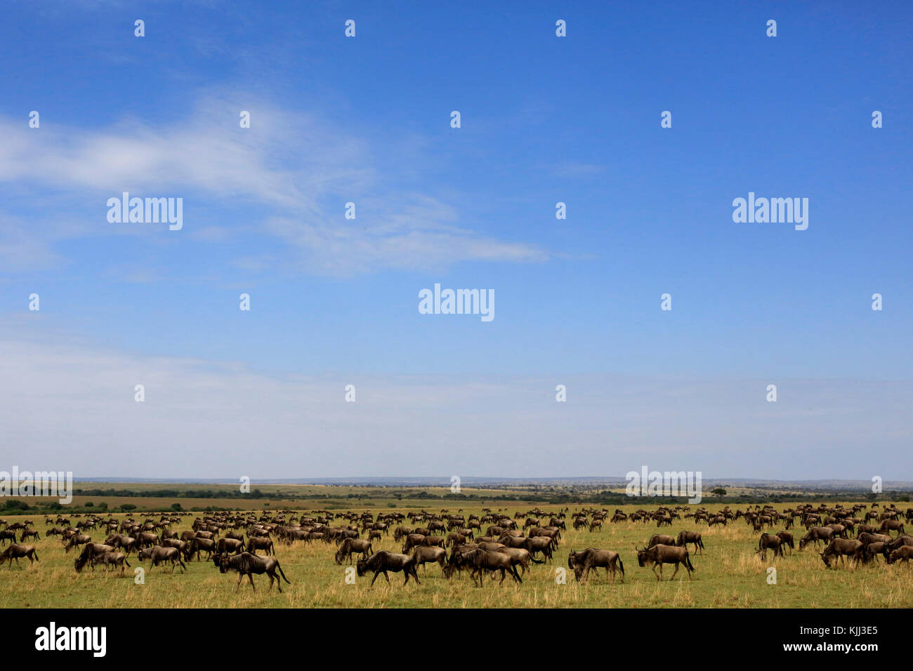 Streifengnu (connochaetes Taurinus) Herde Migration durch die Savanne. Masai Mara Game Reserve. Kenia. Stockfoto