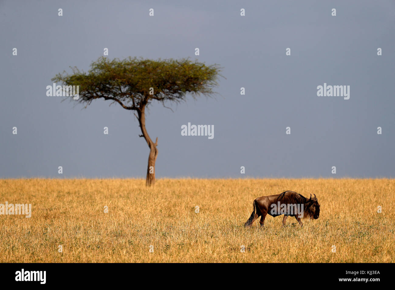 Afrikanische Savanne, Akazie und Wildebeest. Masai Mara Game Reserve. Kenia. Stockfoto