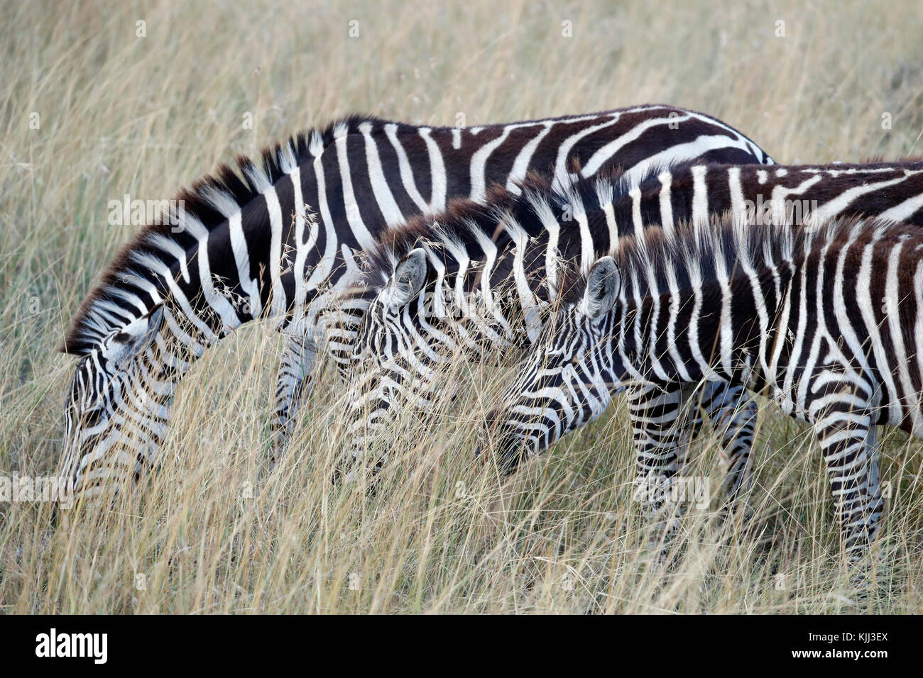 Gruppe von Zebras fressen Gras (Equus burchelli). Masai Mara Game Reserve. Kenia. Stockfoto