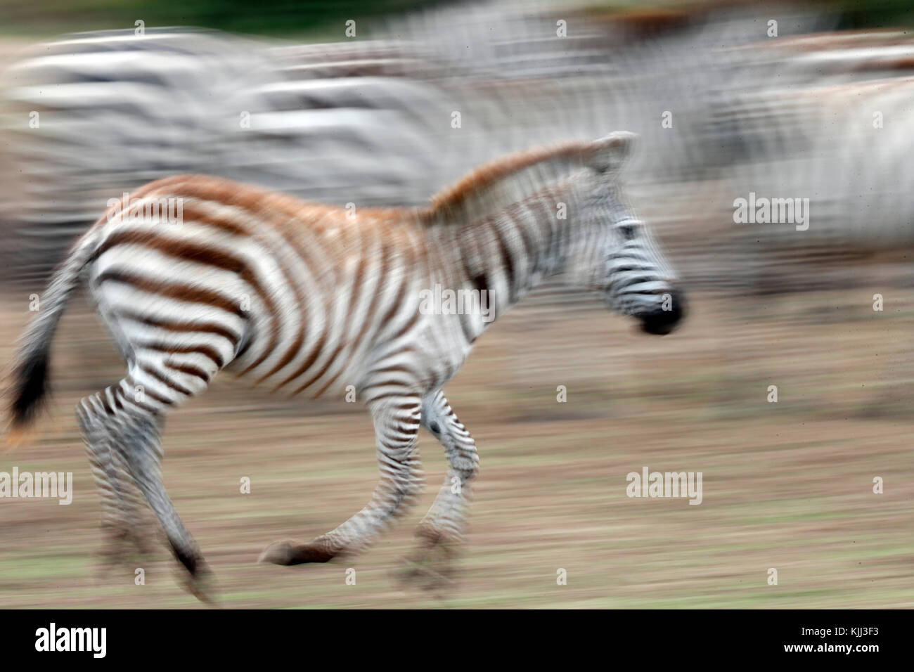 Gruppe der Zebras (Equus burchelli). Blur motion. Masai Mara Game Reserve. Kenia. Stockfoto