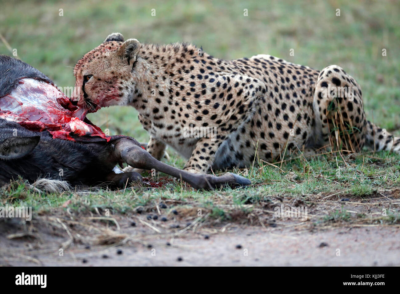 Gepard (Acinonyx jubatus) Schlemmen auf blutige töten. Masai Mara Game Reserve. Kenia. Stockfoto