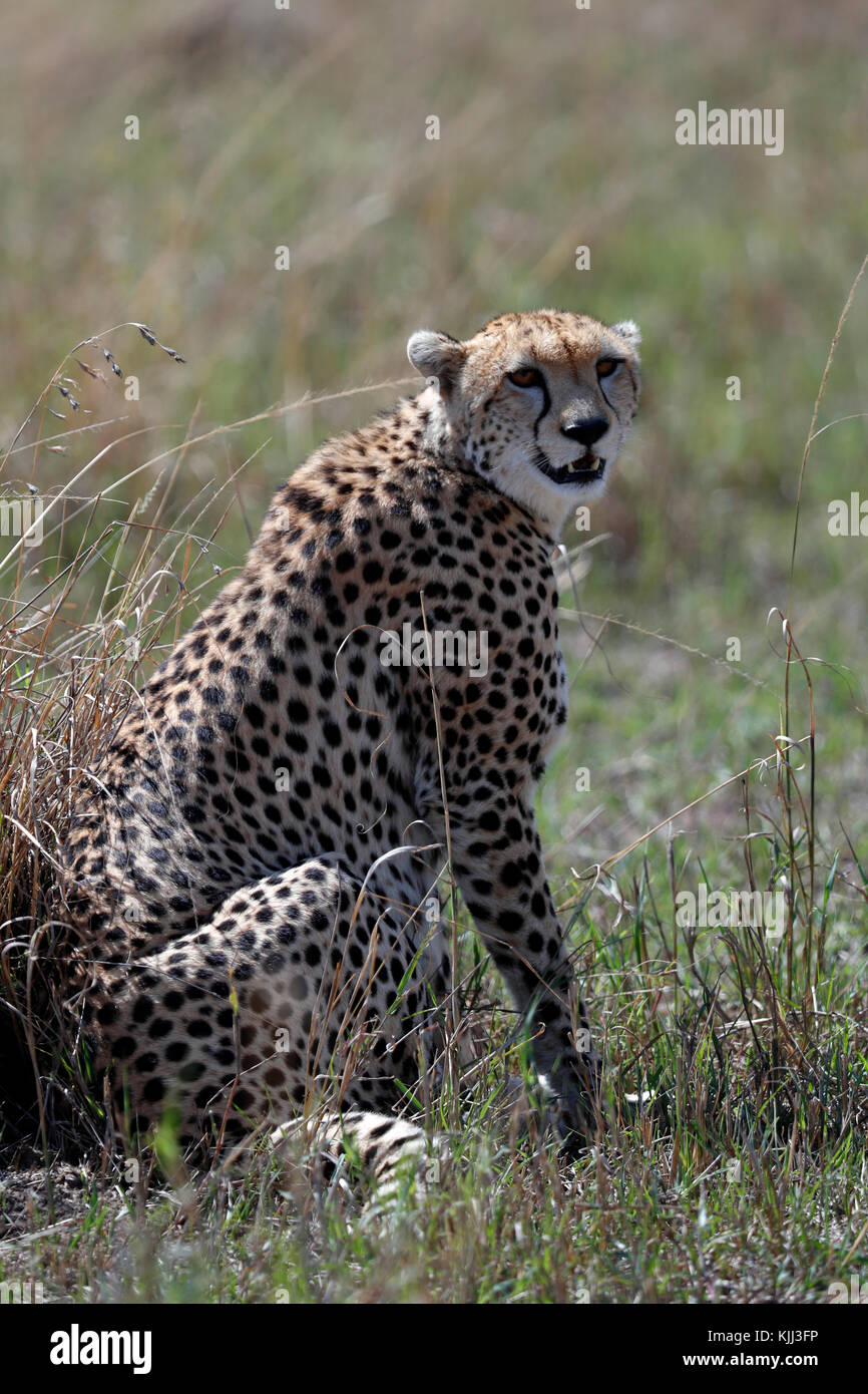 Gepard (Acinonyx jubatus) in der Savanne. Masai Mara Game Reserve. Kenia. Stockfoto