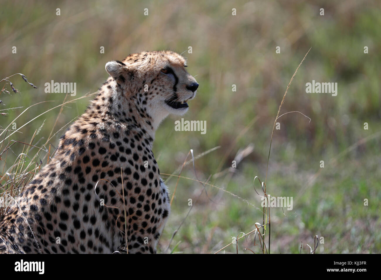 Gepard (Acinonyx jubatus) in der Savanne. Masai Mara Game Reserve. Kenia. Stockfoto
