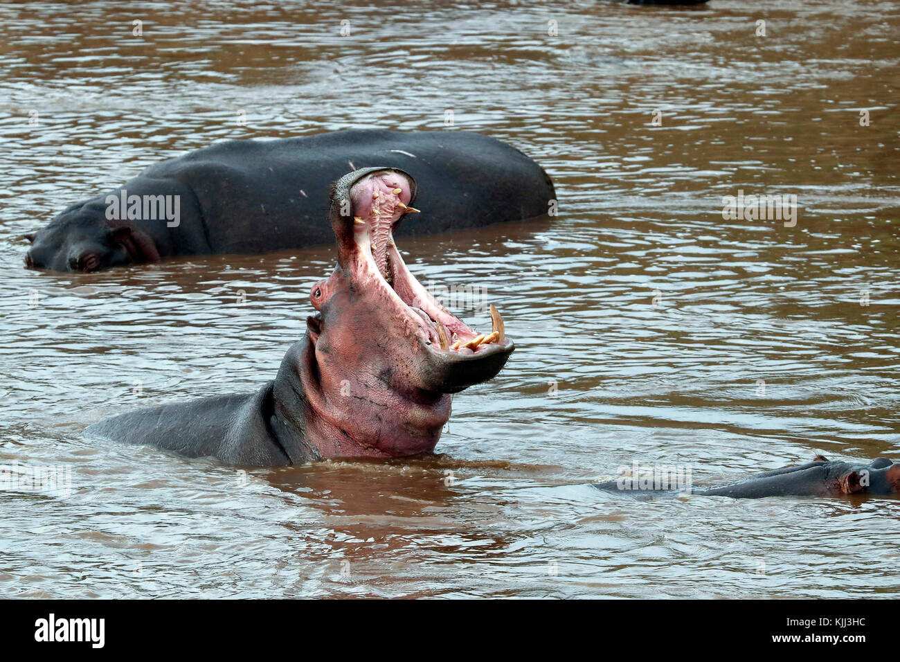 Hippopotamus amphibius (Hippopatamus) in Wasser mit mouh weit geöffnet. Masai Mara Game Reserve. Kenia. Stockfoto