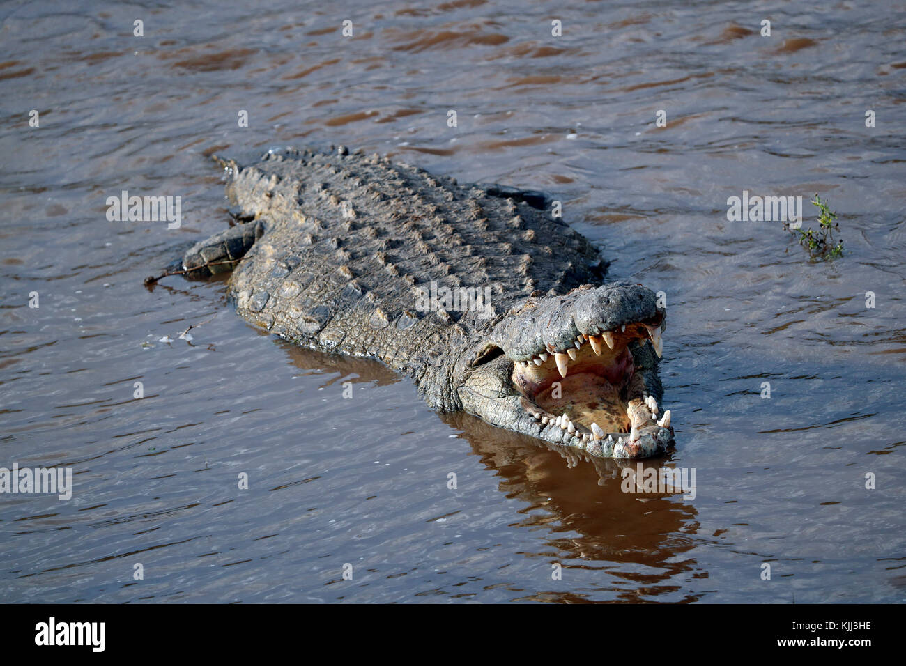 Nilkrokodil (Crocodylus niloticus) in Wasser. Masai Mara Game Reserve. Kenia. Stockfoto