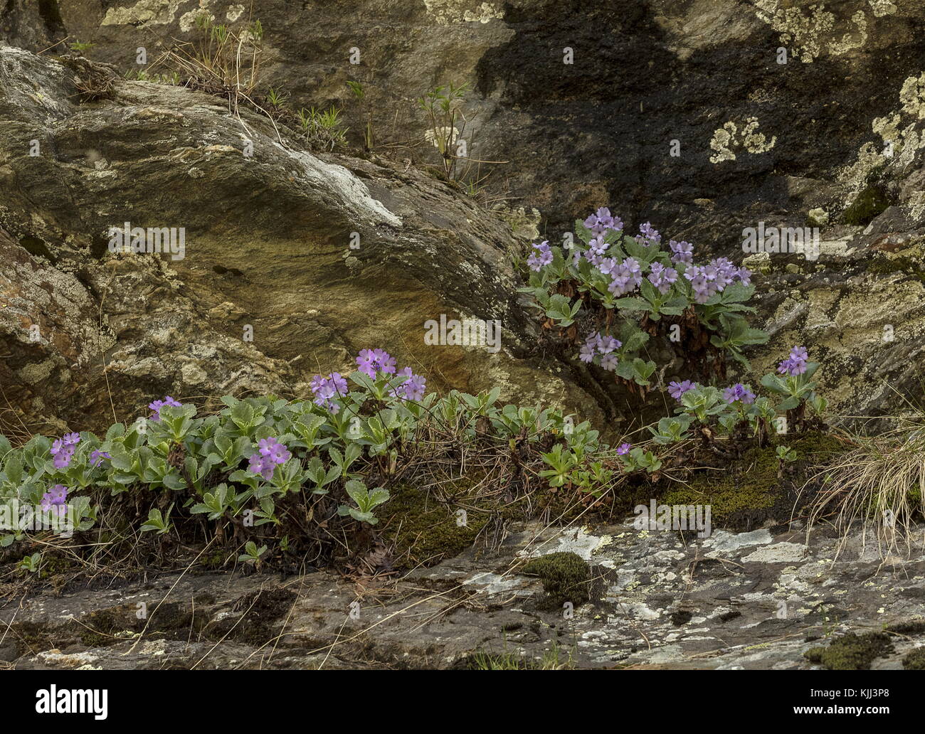 Silberkerze, Primula marginata, blüht im Frühjahr in den Seealpen. Stockfoto