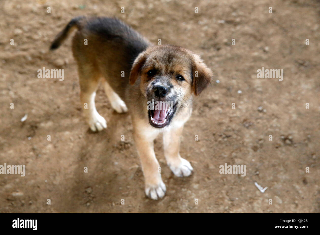 Barking Dog. Kambodscha. Stockfoto