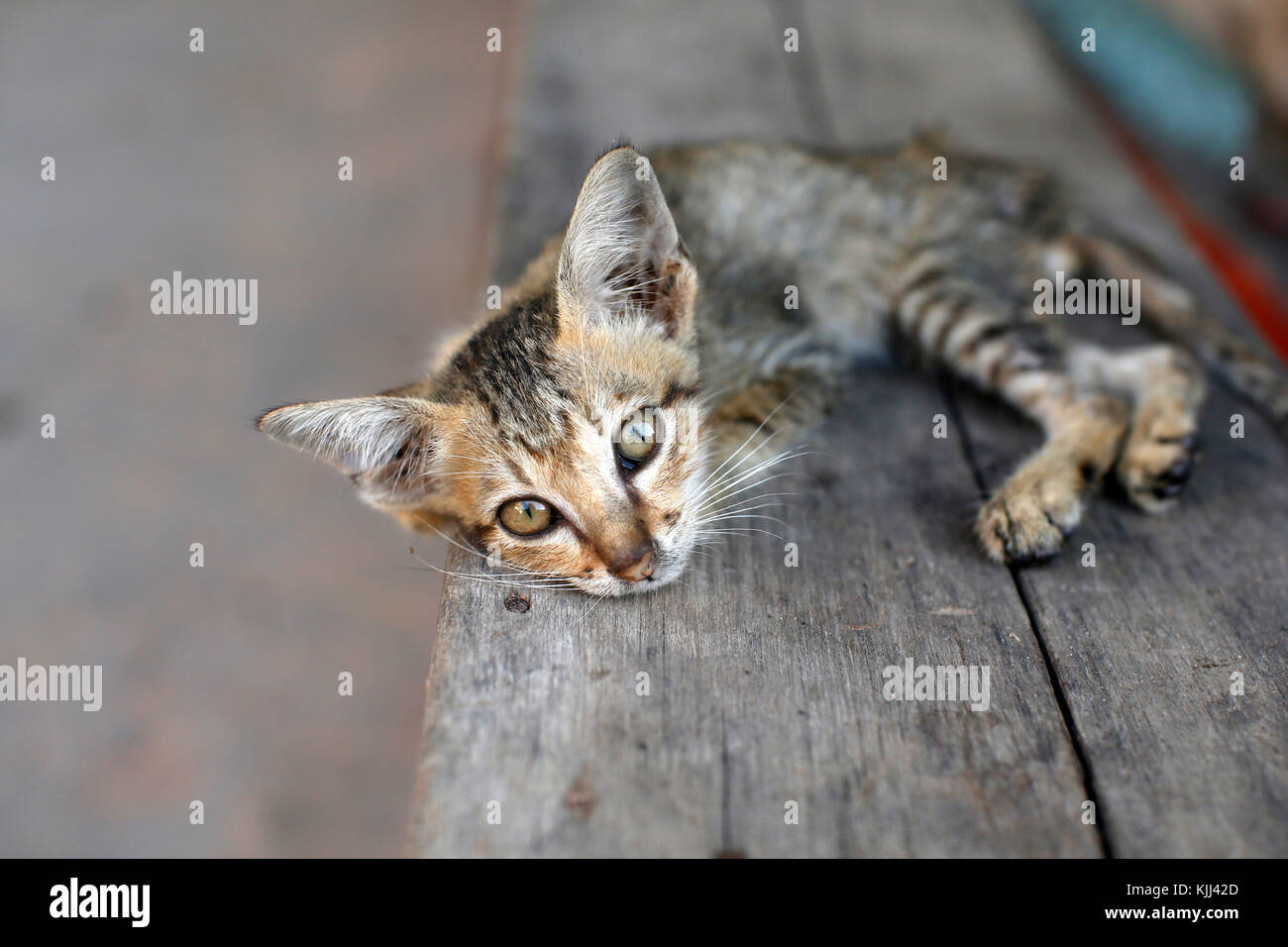 Kätzchen. Kambodscha. Stockfoto