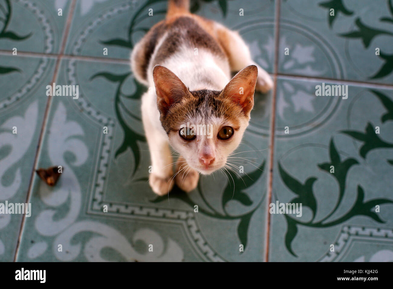 Kat. Kambodscha. Stockfoto