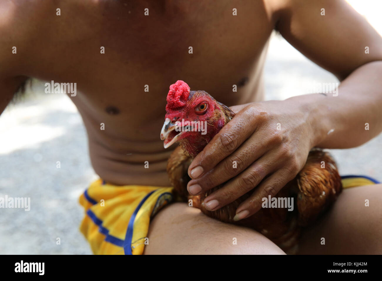 Hahnenkampf Vorbereitung. Kambodscha. Stockfoto