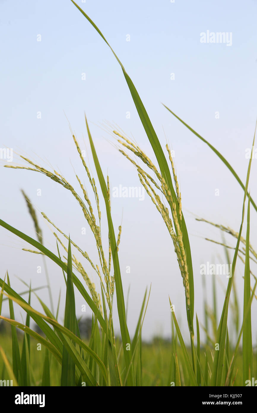 Grüne Reisfelder. Ohr des Reises. Thay Ninh. Vietnam. Stockfoto